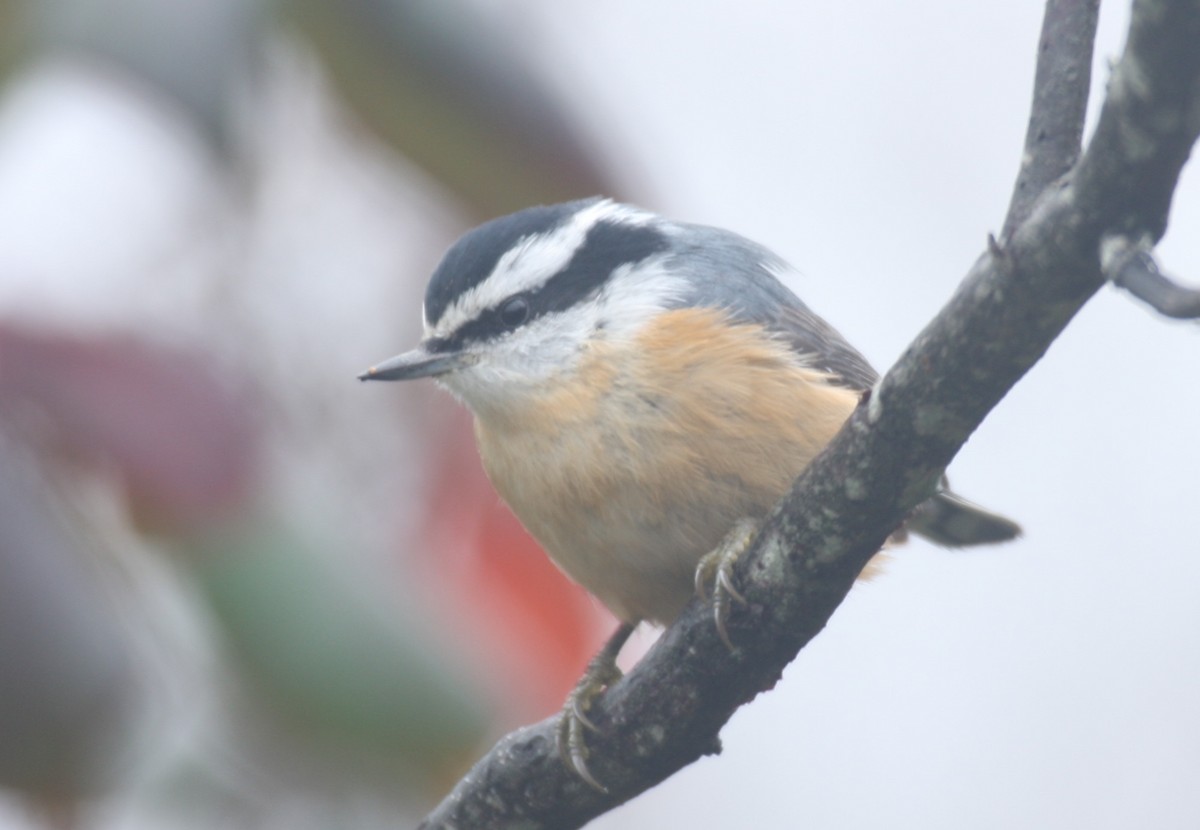 Red-breasted Nuthatch - Frederick Bowes