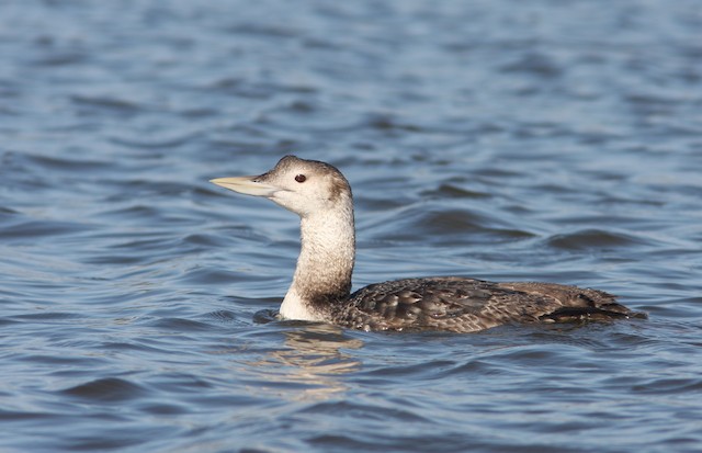 Yellow Billed Loon Picture