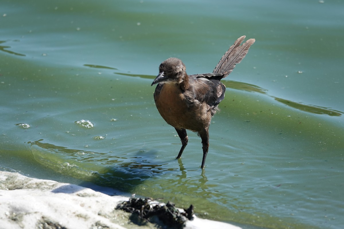 Great-tailed Grackle - Dika Golovatchoff