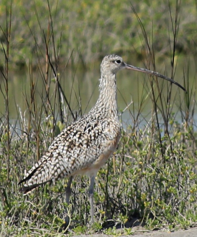 Long-billed Curlew - B Maguire