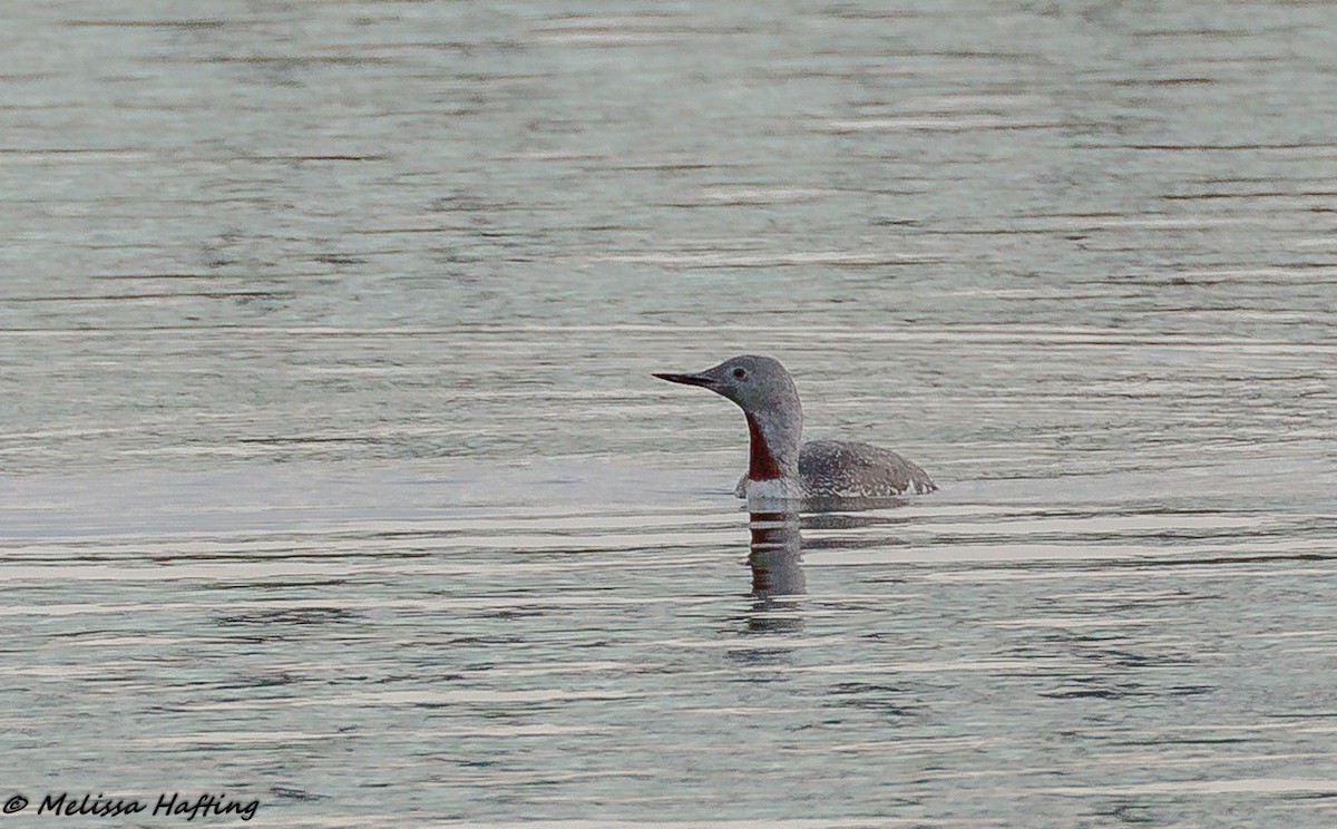 Red-throated Loon - ML117277681