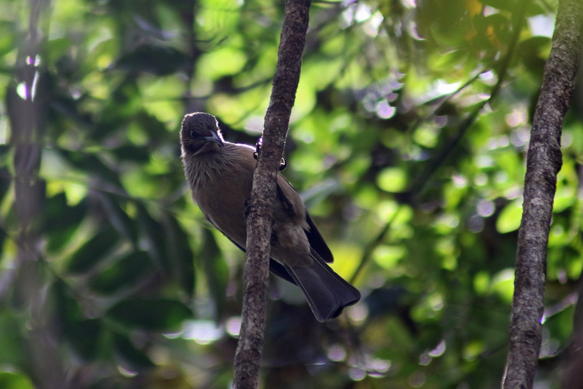 New Caledonian Friarbird - ML117282411