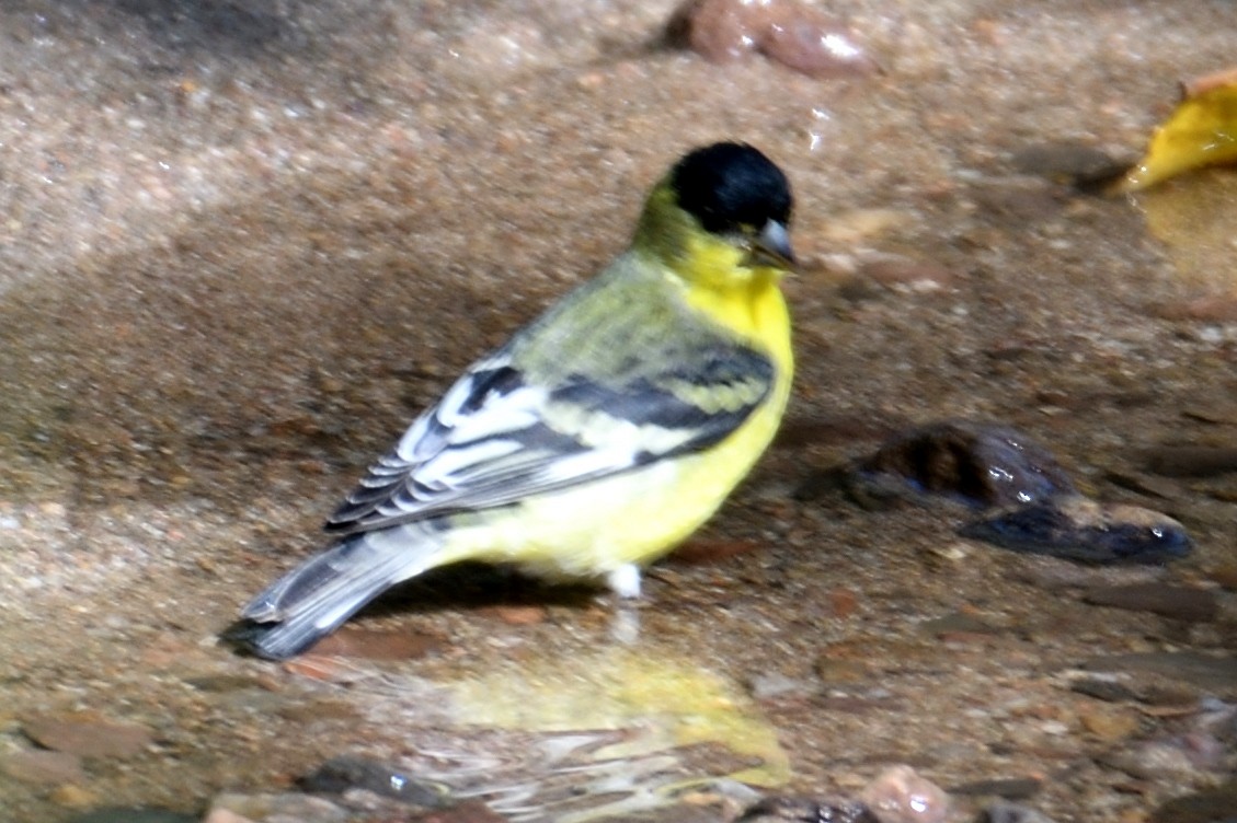 Lesser Goldfinch - John Doty