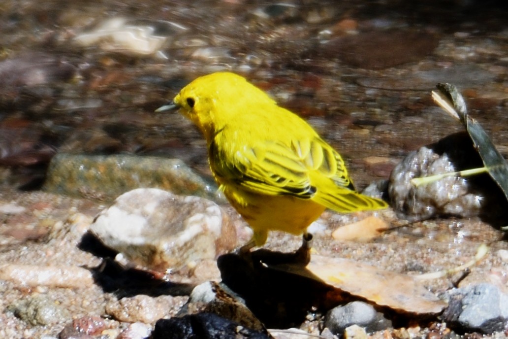 Yellow Warbler - John Doty