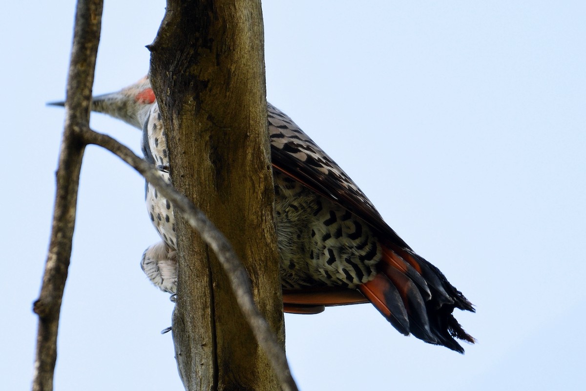 Northern Flicker (Red-shafted) - John Doty