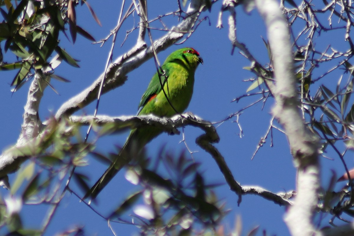 New Caledonian Parakeet - ML117284411