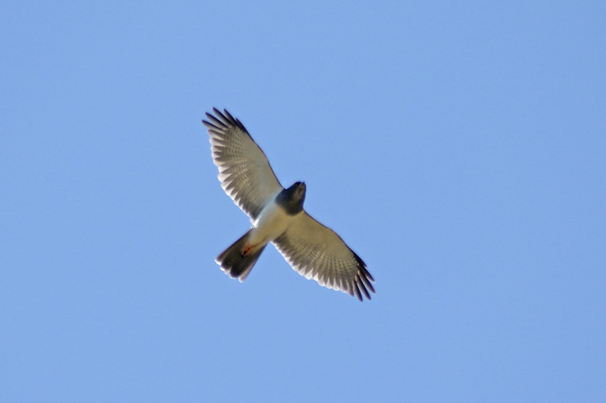 New Caledonian Goshawk - Charley Hesse TROPICAL BIRDING