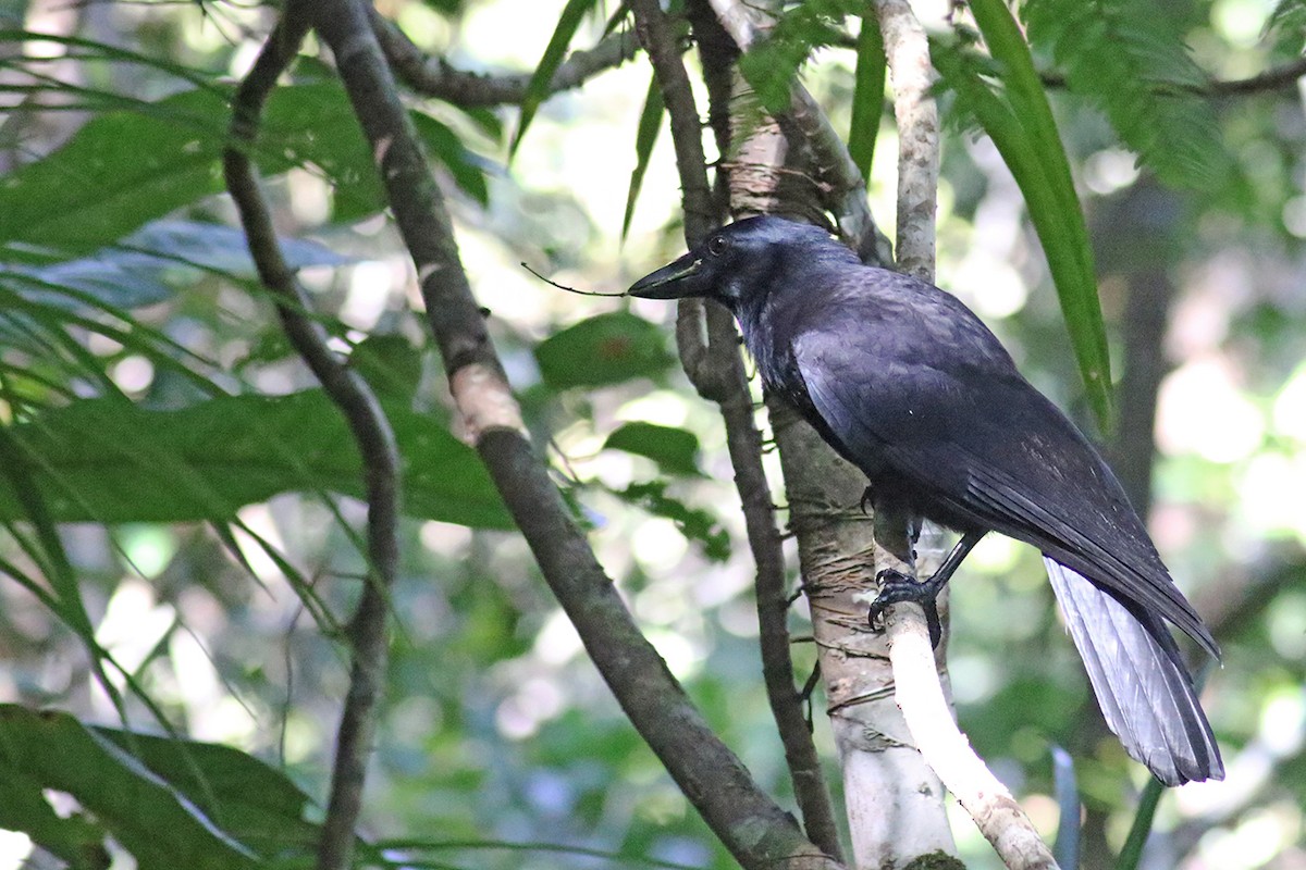 New Caledonian Crow - ML117284511