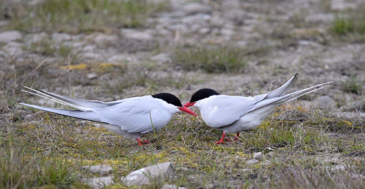 Arctic Tern - A Emmerson