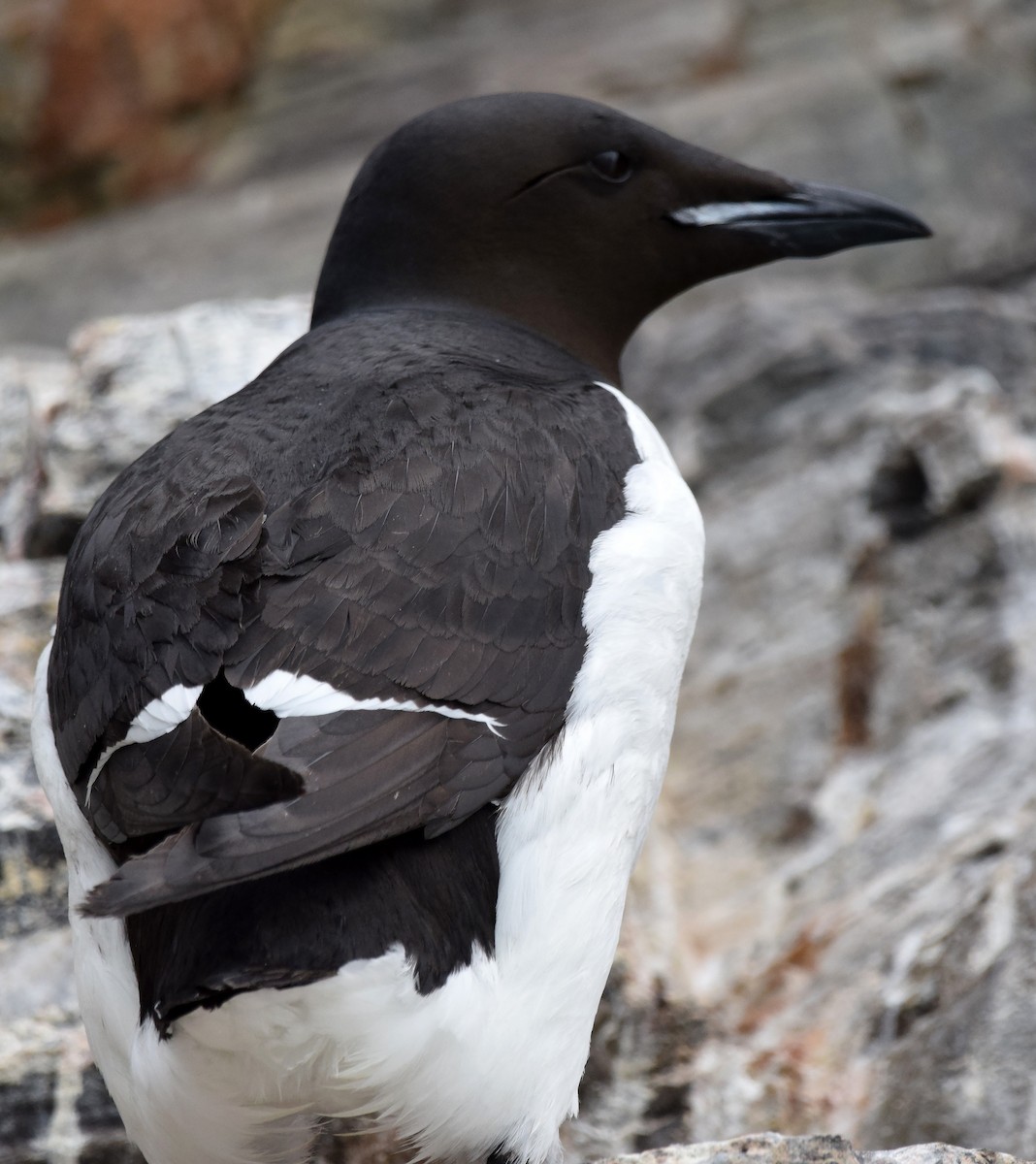 Thick-billed Murre - ML117295341
