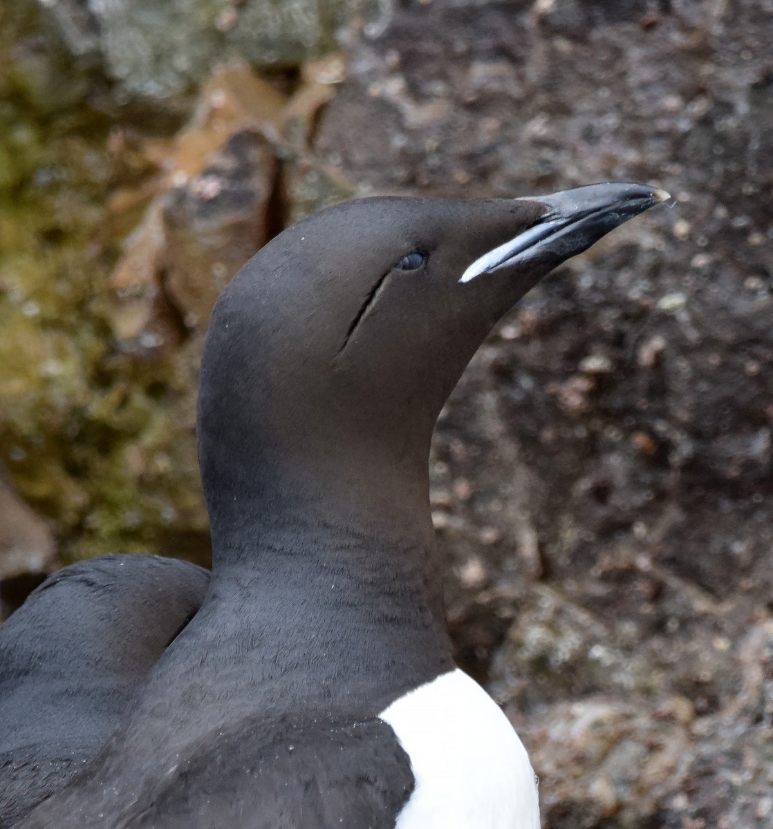 Thick-billed Murre - ML117295381