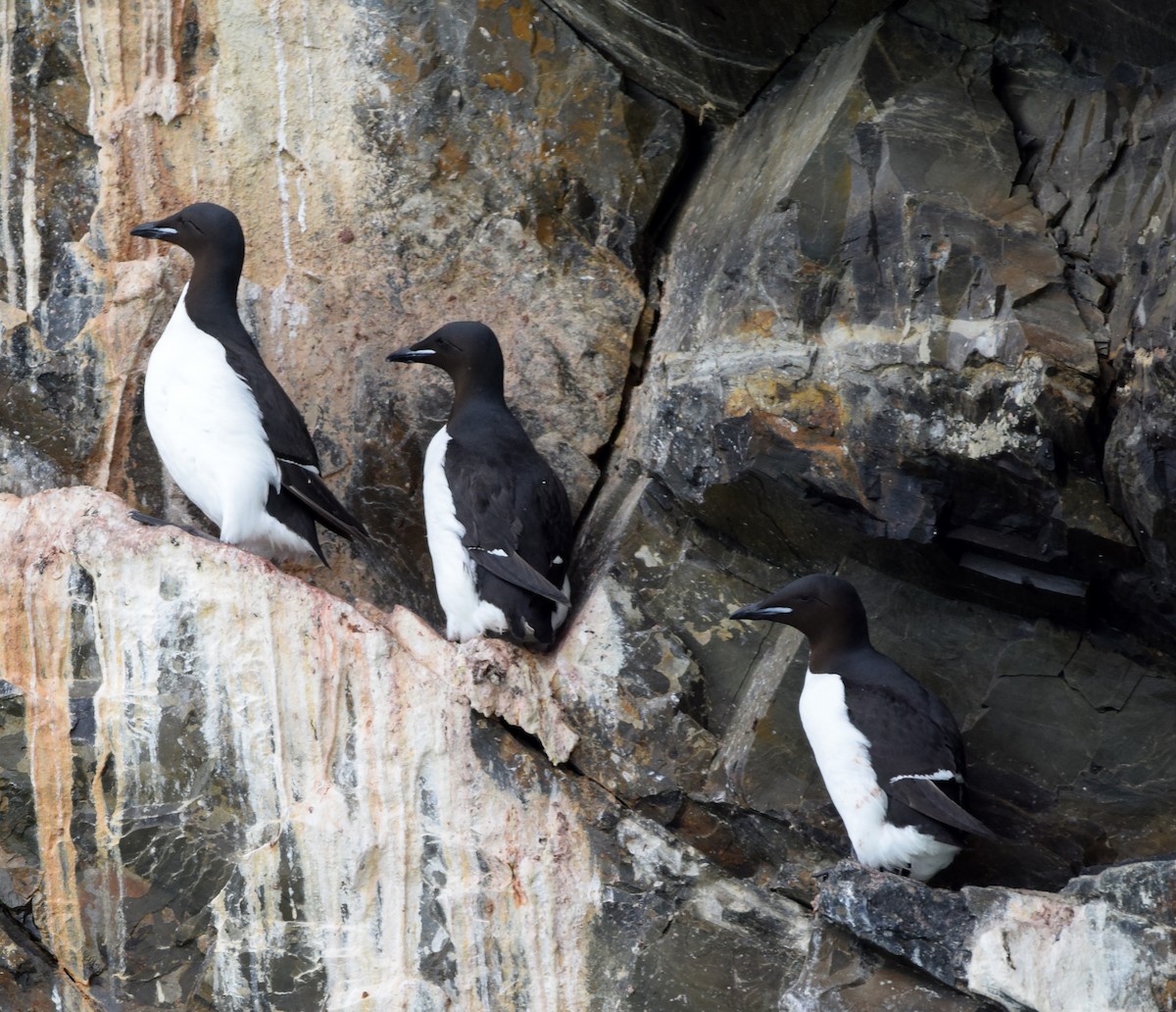 Thick-billed Murre - ML117295391