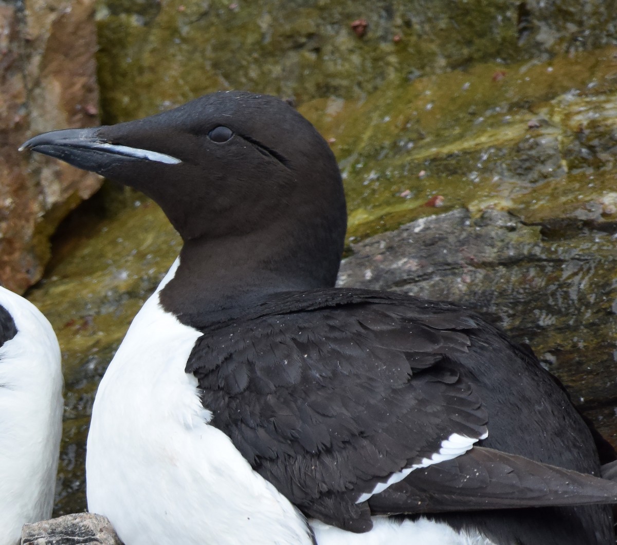 Thick-billed Murre - ML117295491