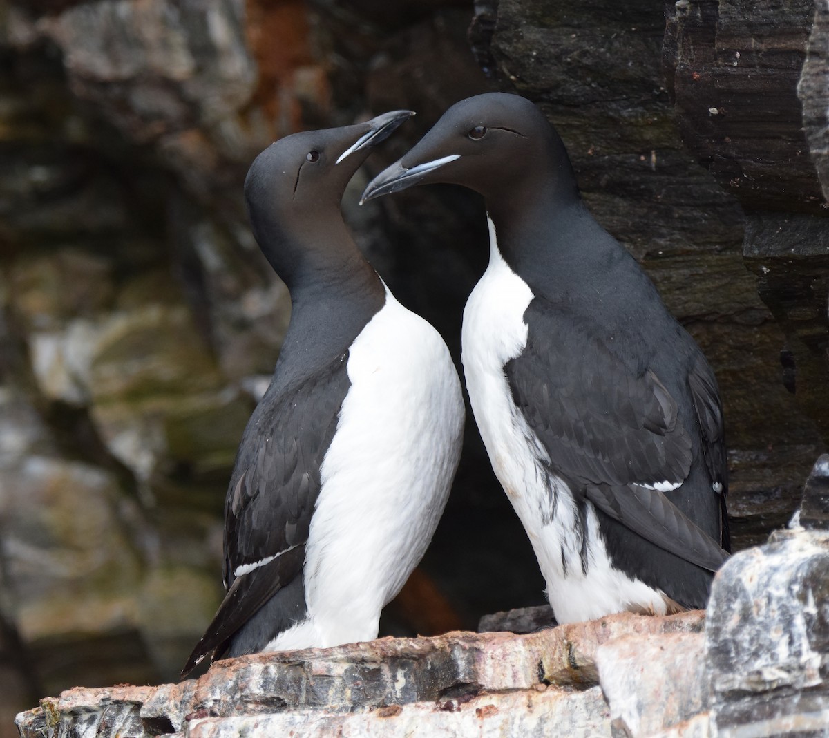 Thick-billed Murre - ML117295551