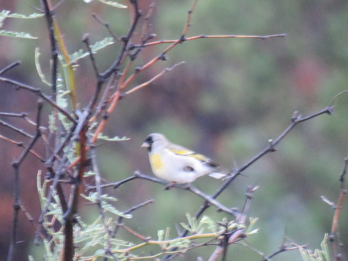 Lawrence's Goldfinch - ML117302901