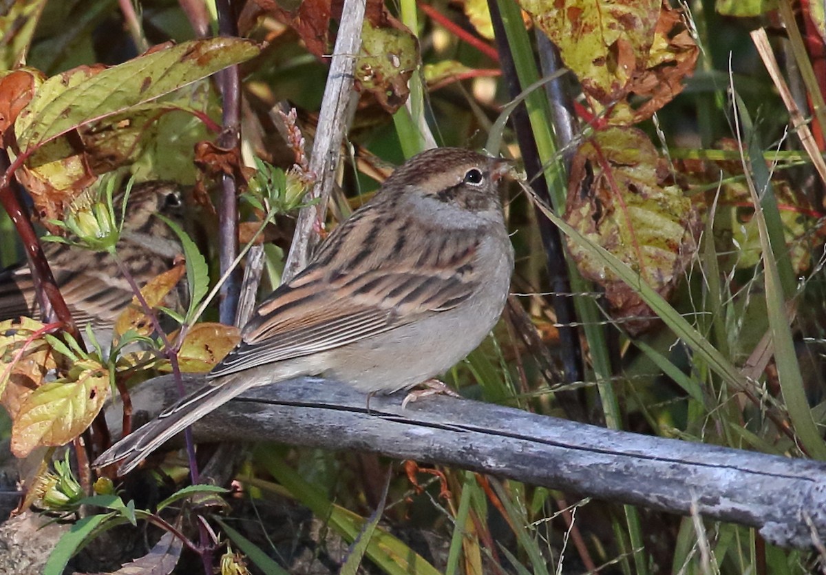 Chipping Sparrow - ML117303211