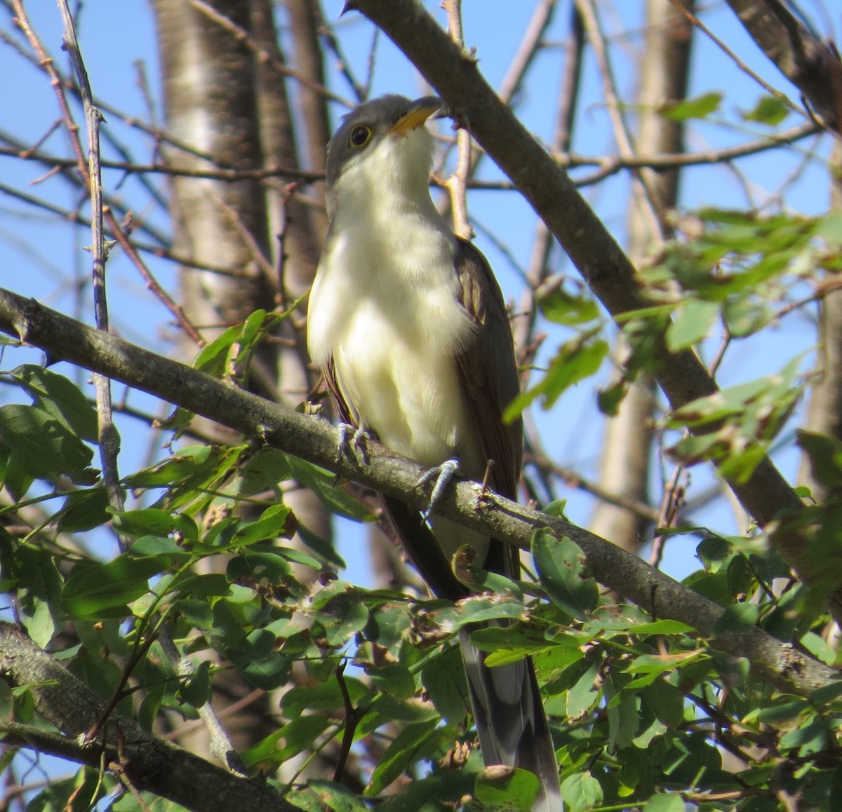 Yellow-billed Cuckoo - Marilyn Westphal