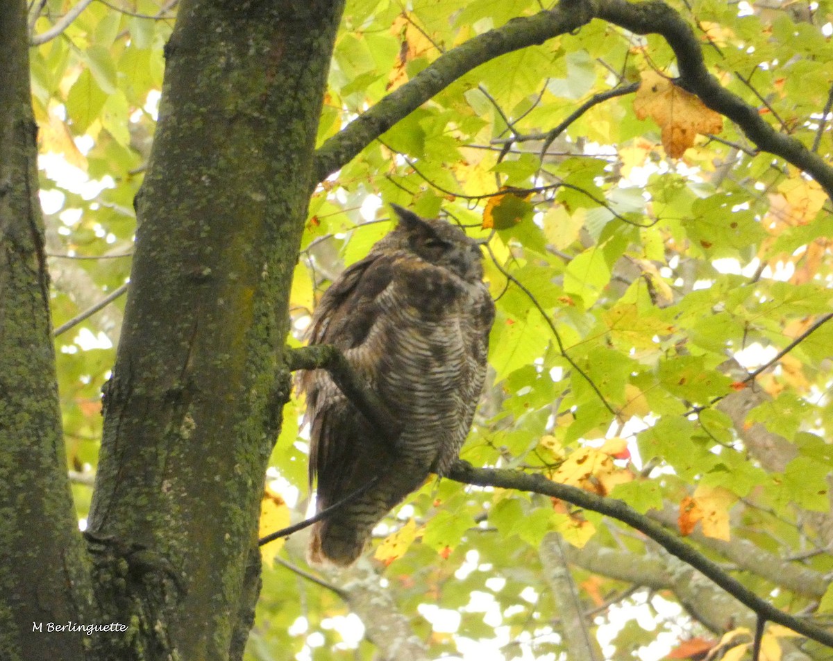 Great Horned Owl - ML117307231