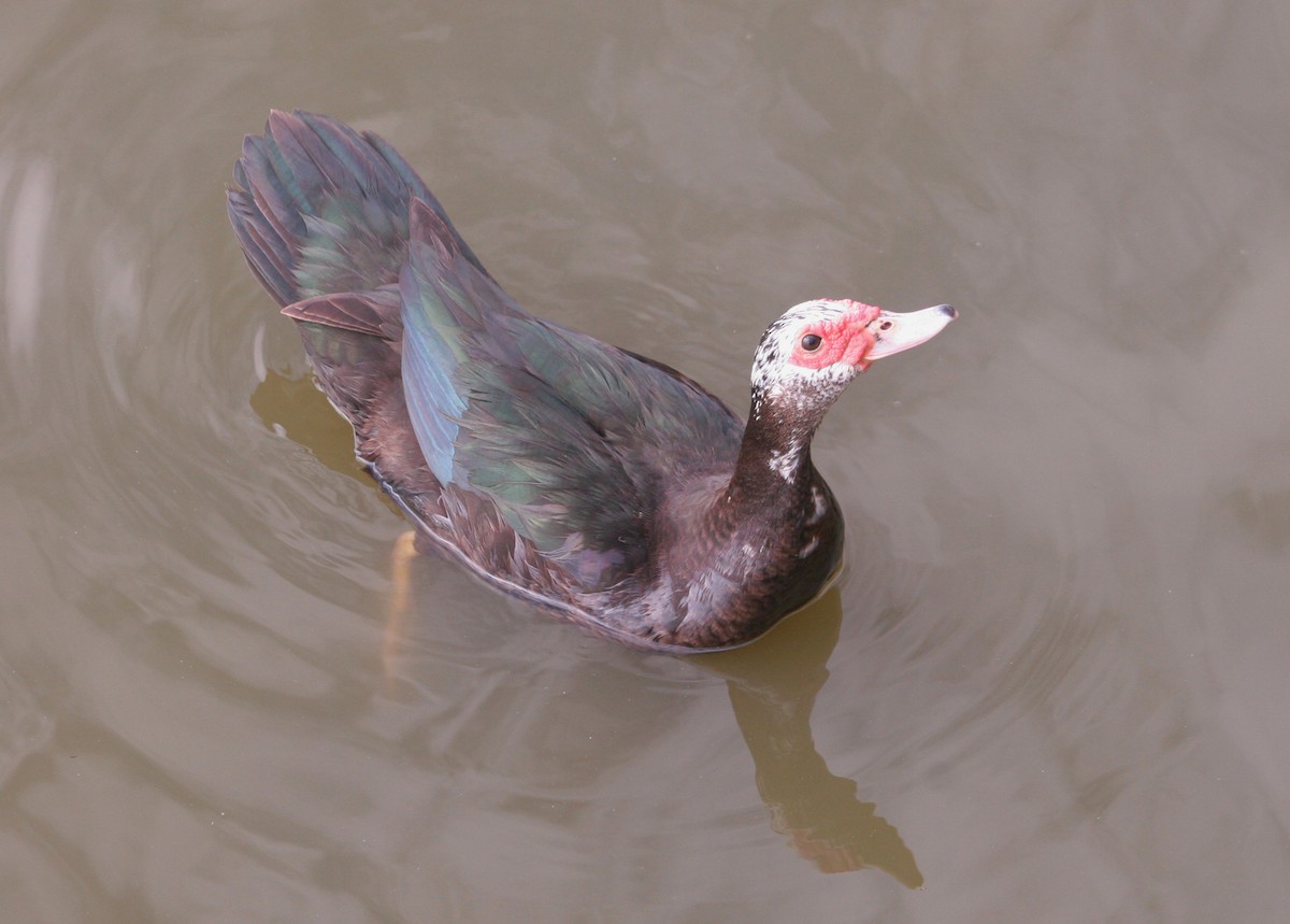 Muscovy Duck (Domestic type) - ML117308351
