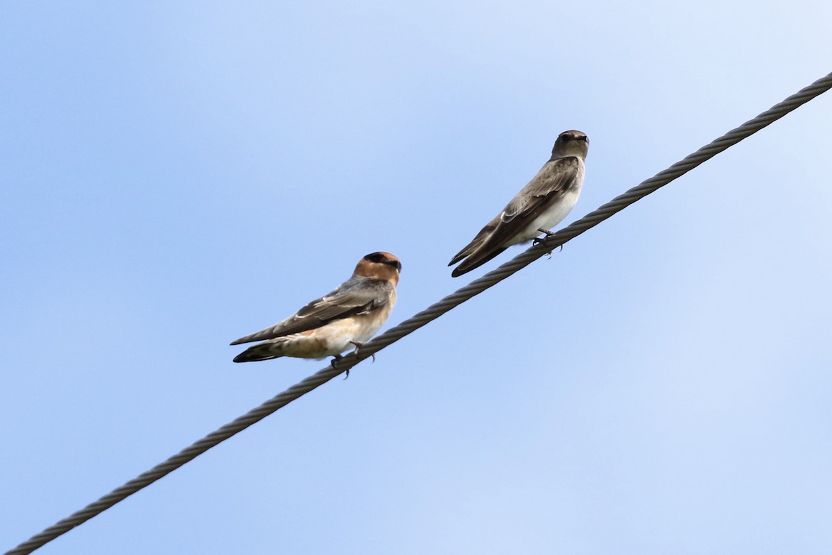 Cave Swallow (Texas) - ML117309051