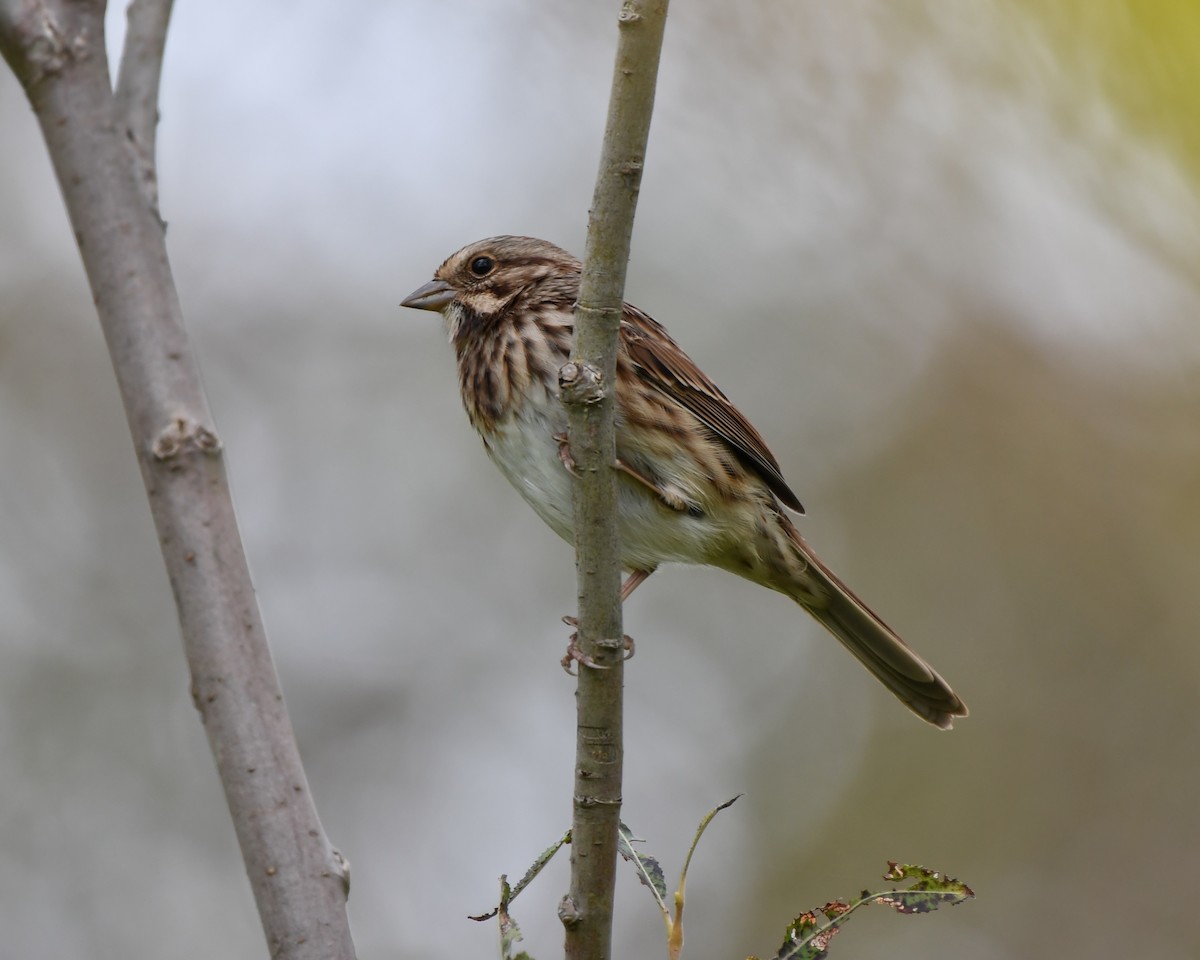 Song Sparrow - josh Ketry