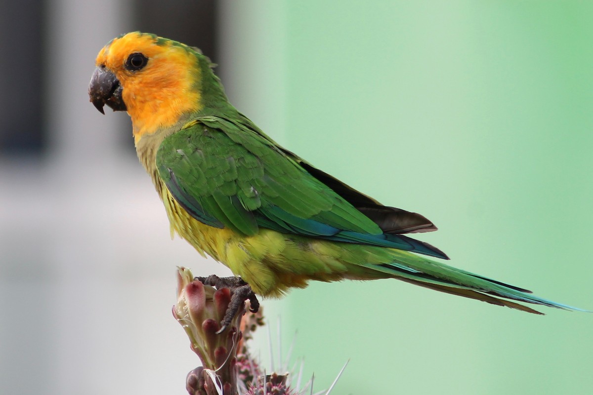 Brown-throated Parakeet - Holly Kleindienst