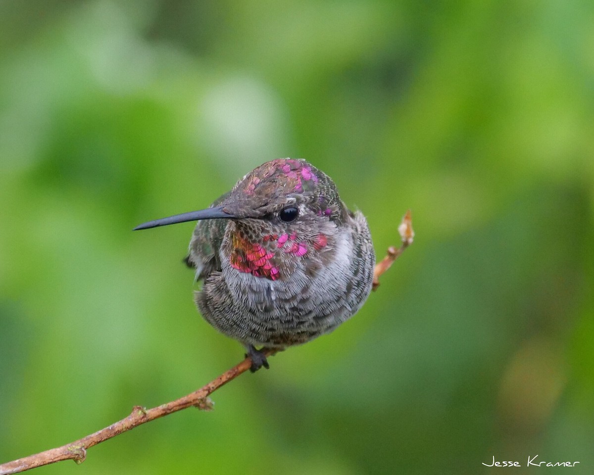 Anna's Hummingbird - ML117315341