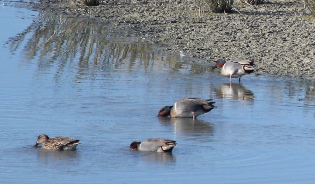 Green-winged Teal - ML117316041