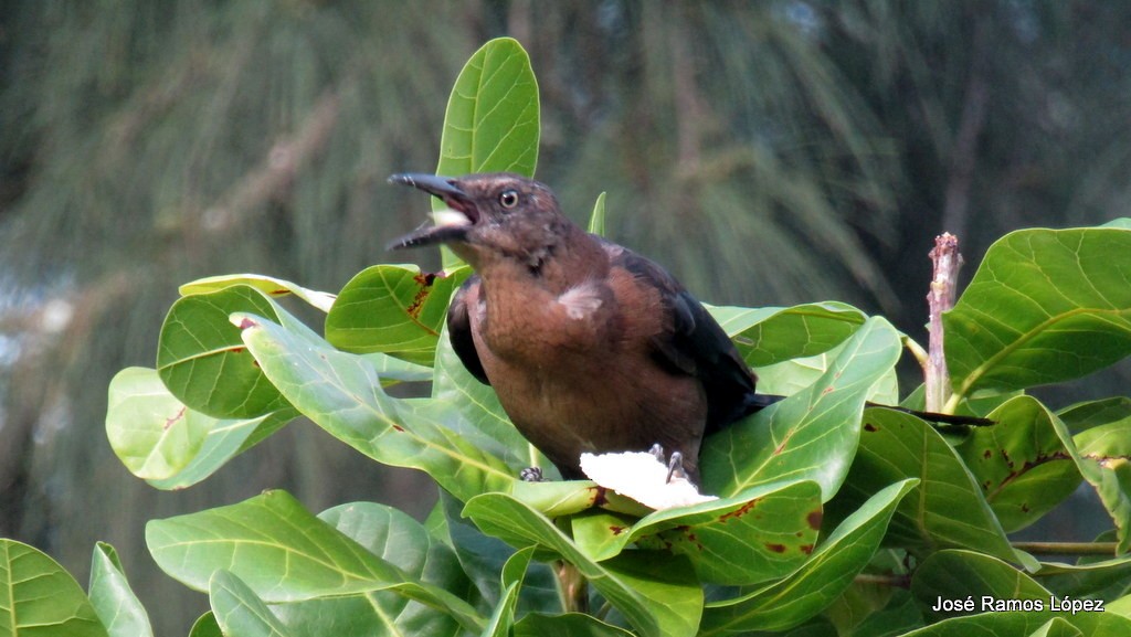 Great-tailed Grackle - ML117316561