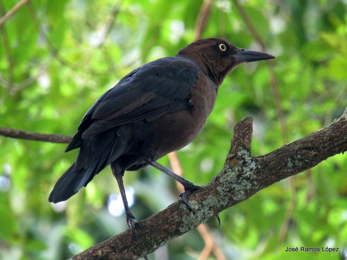 Great-tailed Grackle - ML117316571
