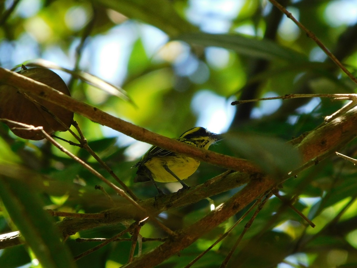 Yellow-browed Tody-Flycatcher - Mauricio Cuéllar-Ramírez