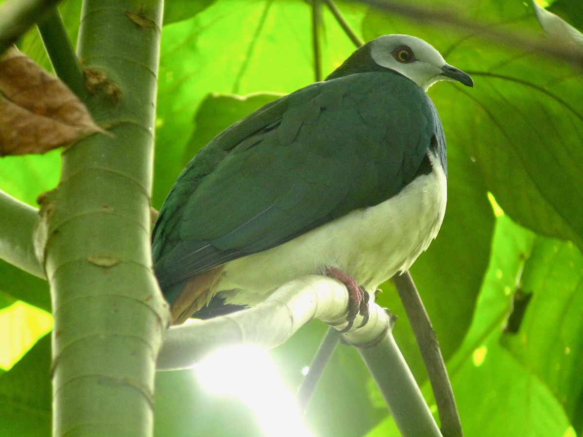 White-bellied Imperial-Pigeon - ML117319661