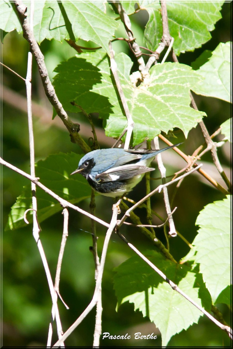 Black-throated Blue Warbler - ML117322751