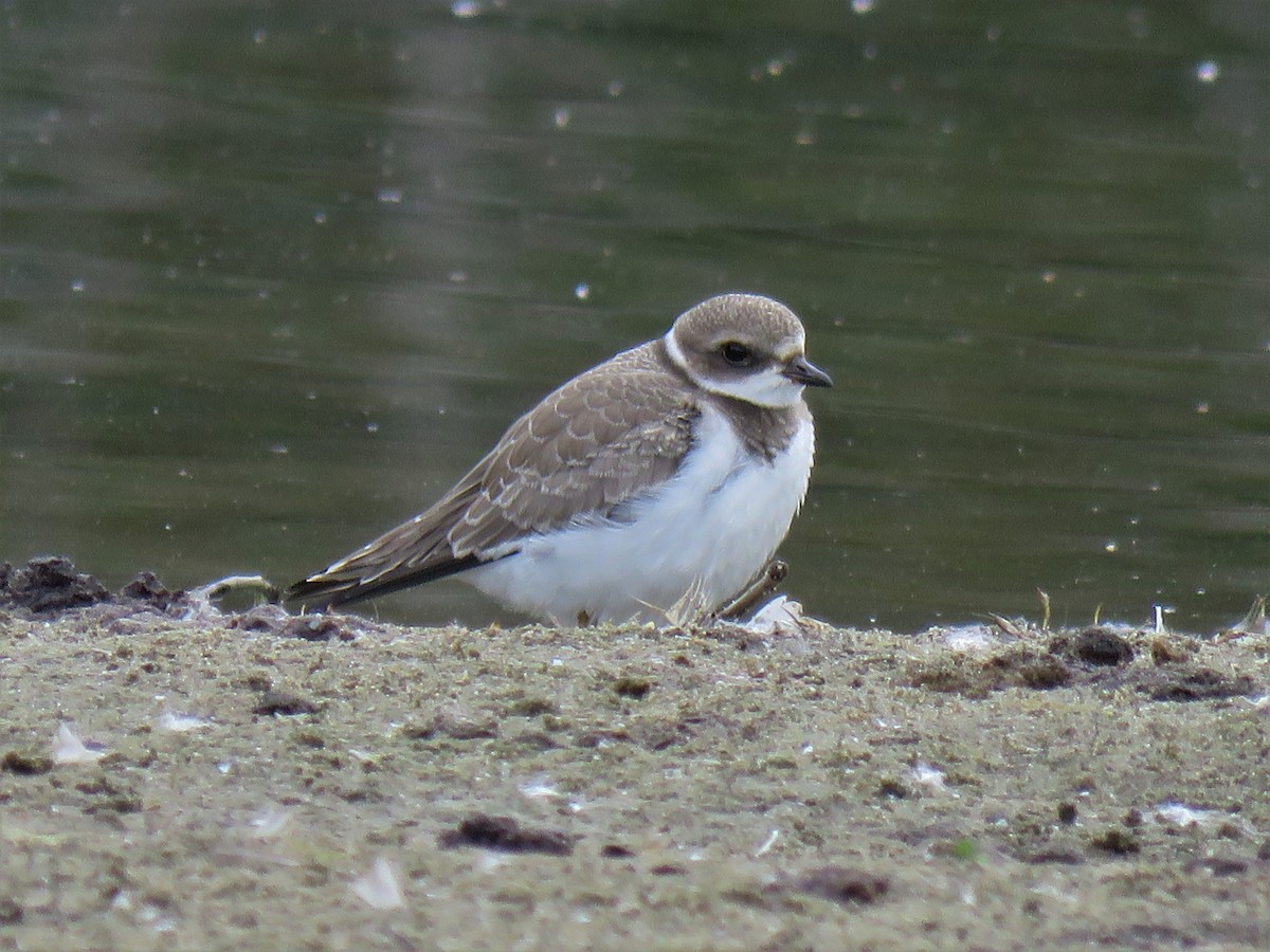 Semipalmated Plover - Lisette Cote