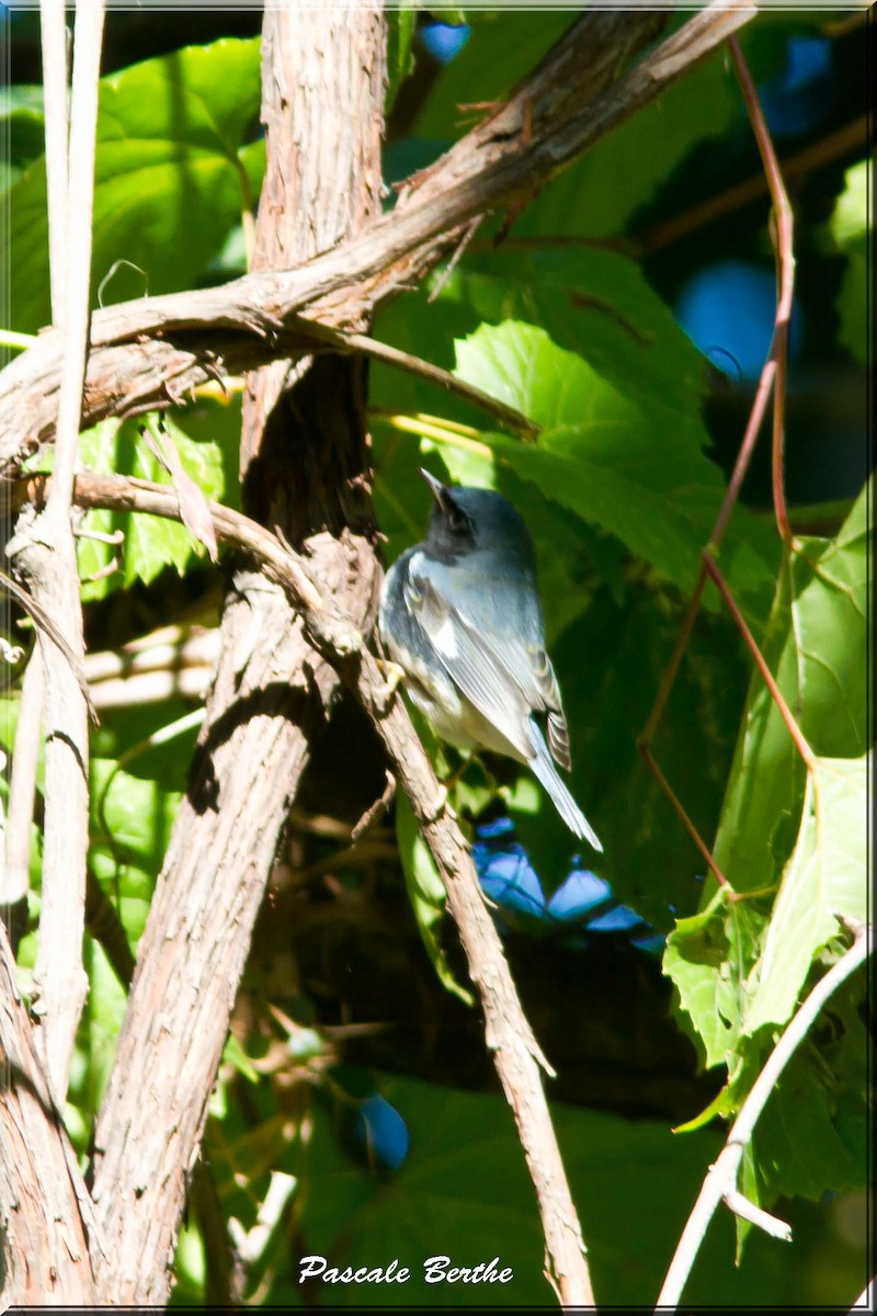 Black-throated Blue Warbler - ML117323771