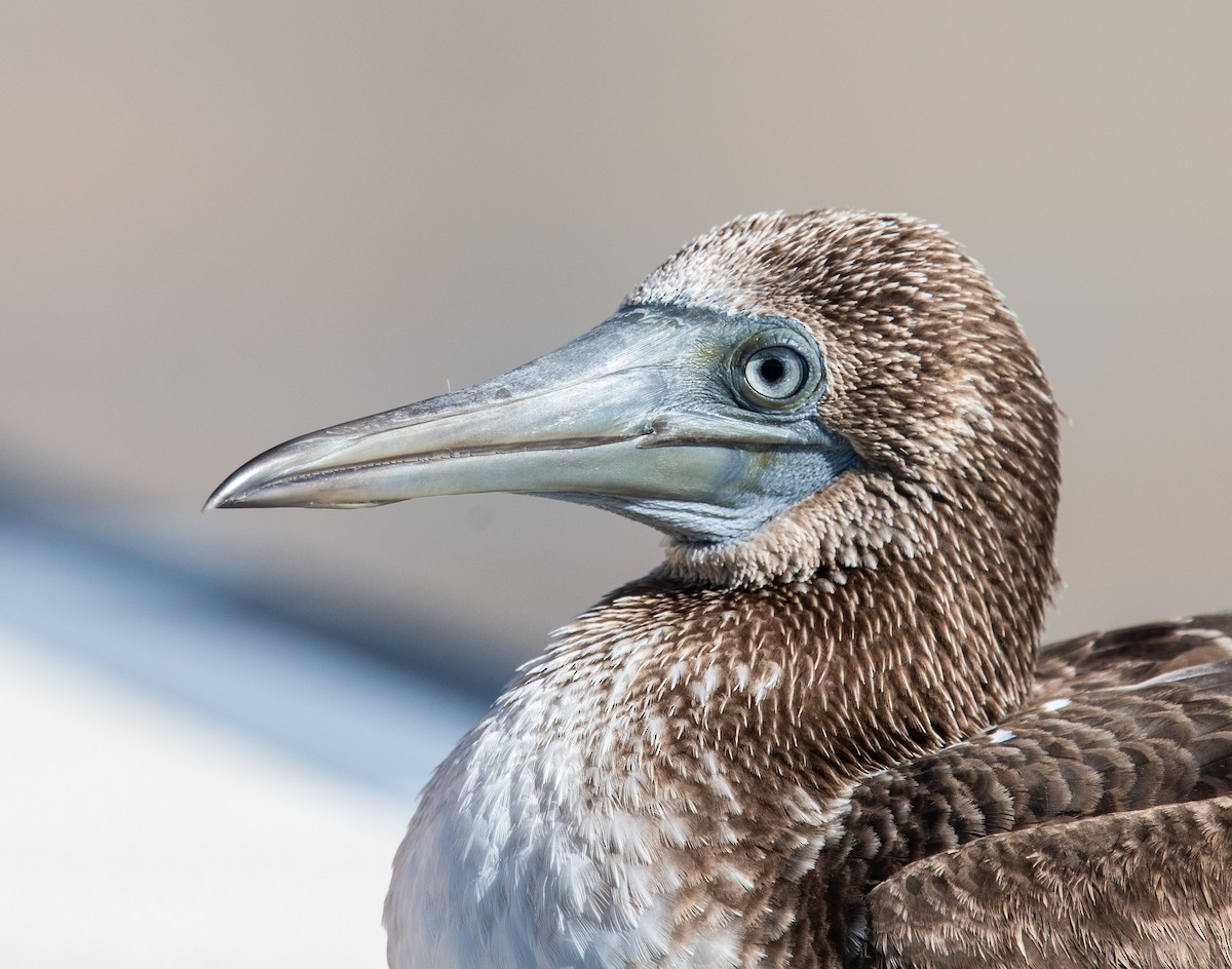 Blue-footed Booby - ML117329981