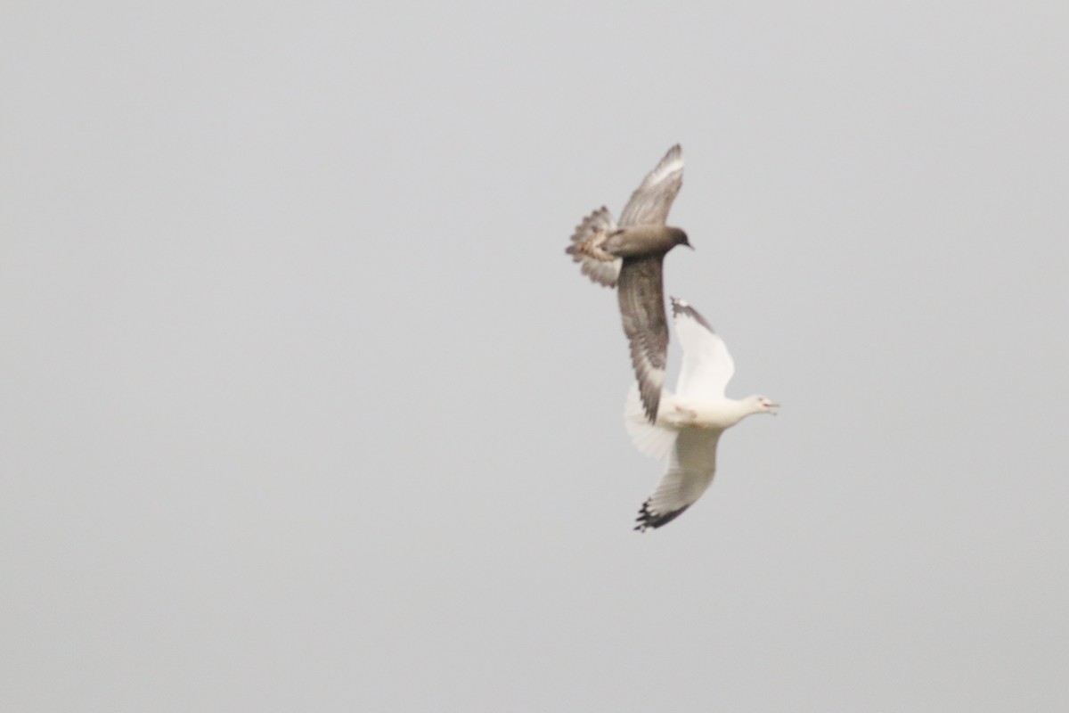 Long-tailed Jaeger - ML117332011