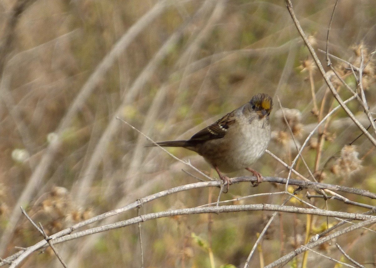 Golden-crowned Sparrow - ML117332161