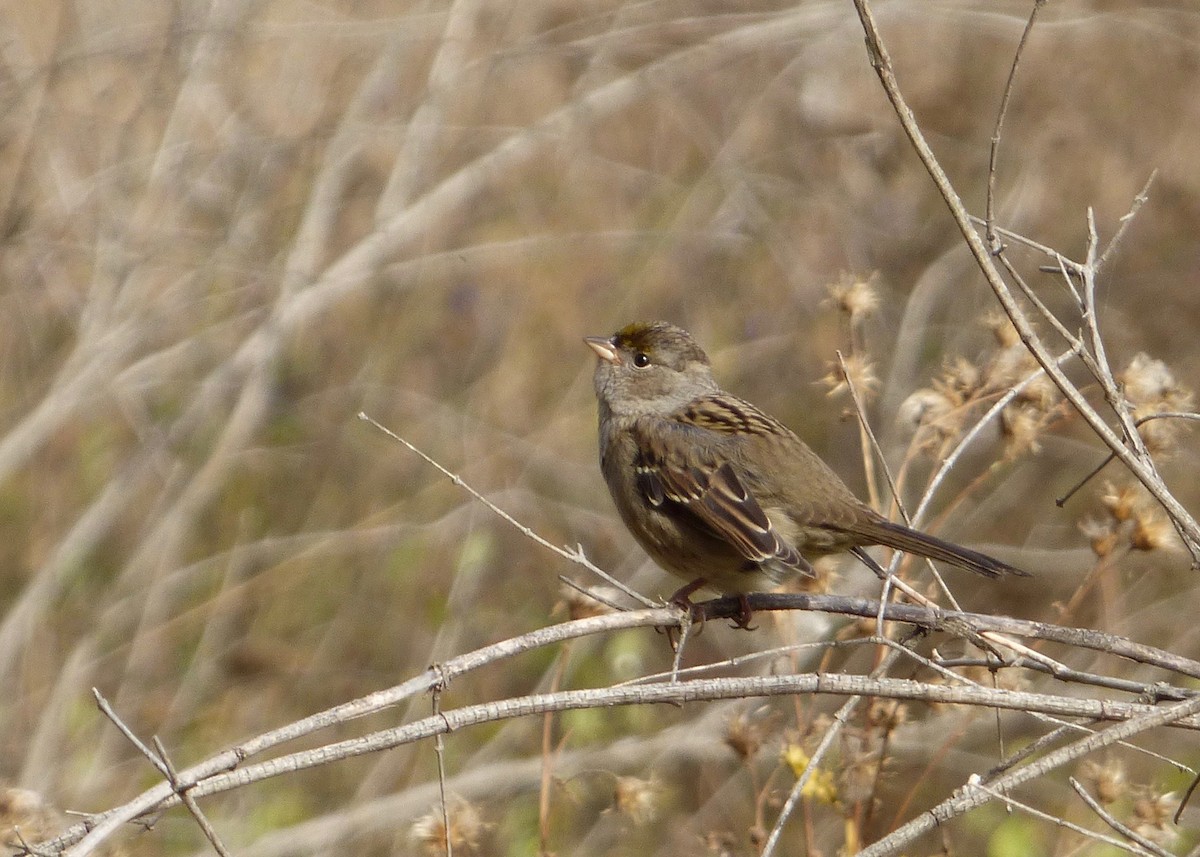 Golden-crowned Sparrow - ML117332171