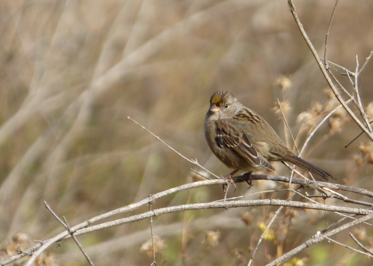 Golden-crowned Sparrow - ML117332181