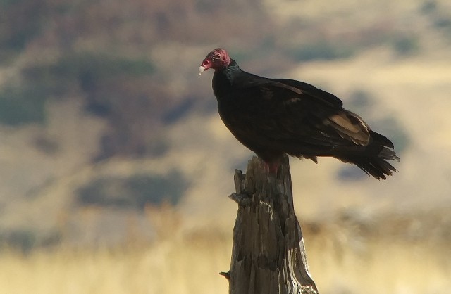 Turkey Vulture - Kristin Purdy