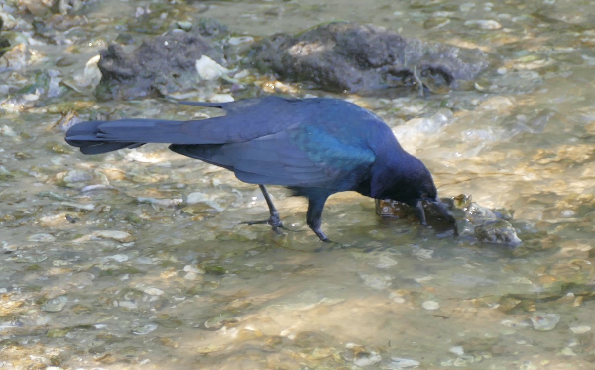 Boat-tailed Grackle - ML117338781