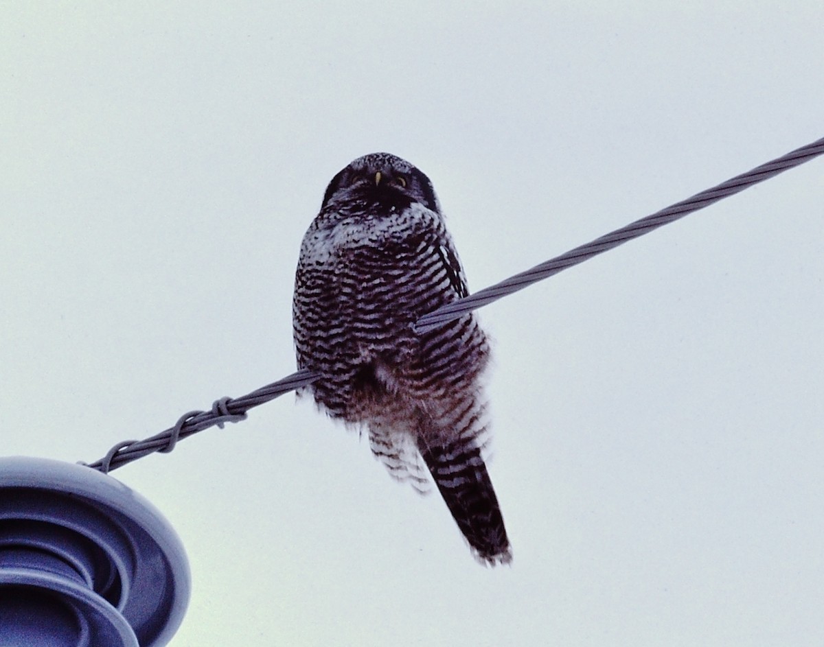 Northern Hawk Owl - Scott  Connop