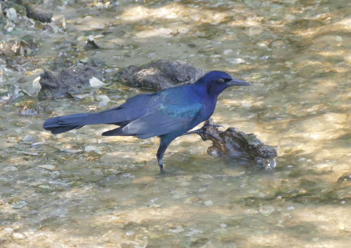 Boat-tailed Grackle - ML117338811