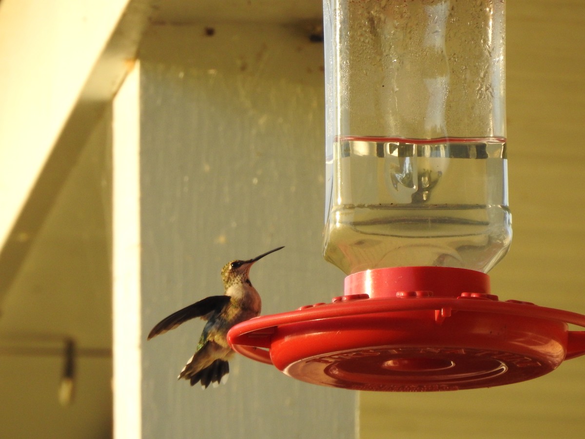 Ruby-throated Hummingbird - ML117339391