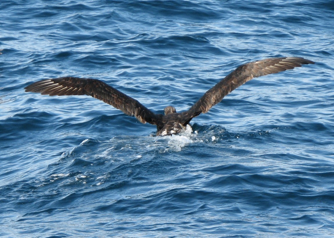 Black-footed Albatross - ML117341071