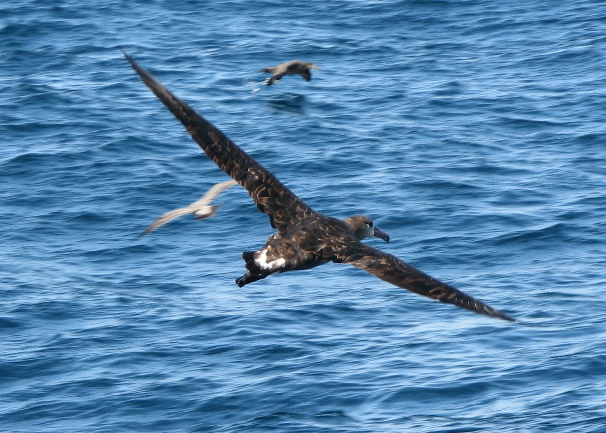 Black-footed Albatross - ML117341081