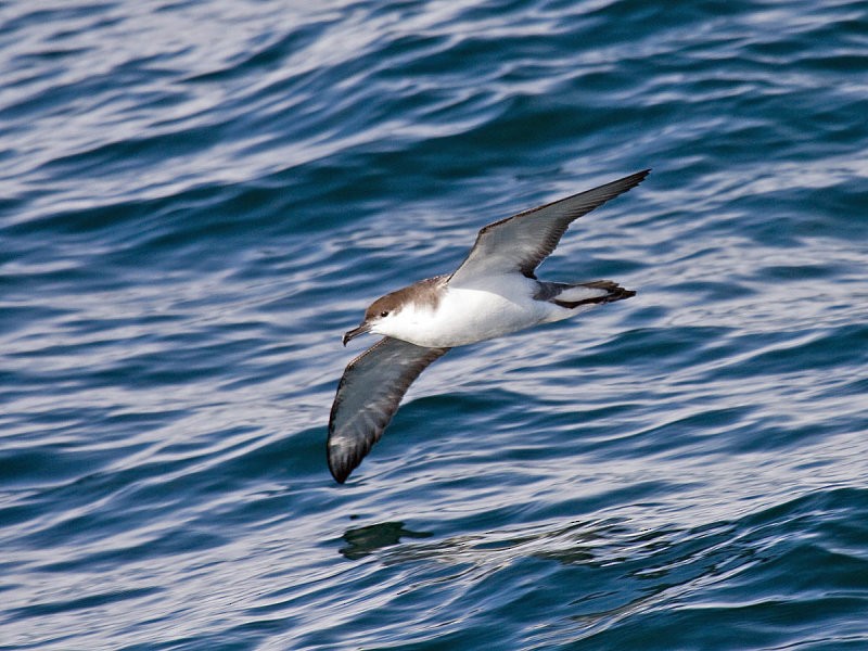 Pink-footed Shearwater - ML117341211