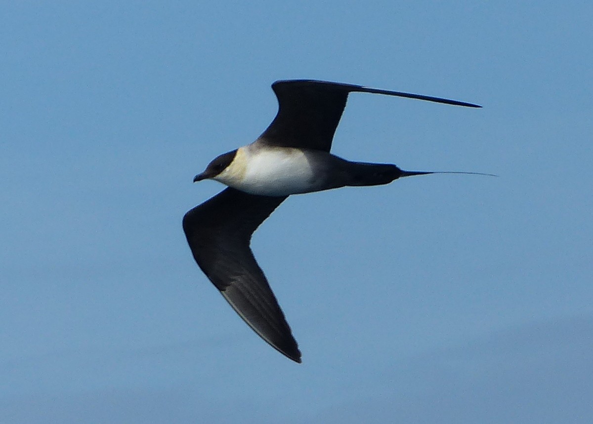 Long-tailed Jaeger - ML117342401