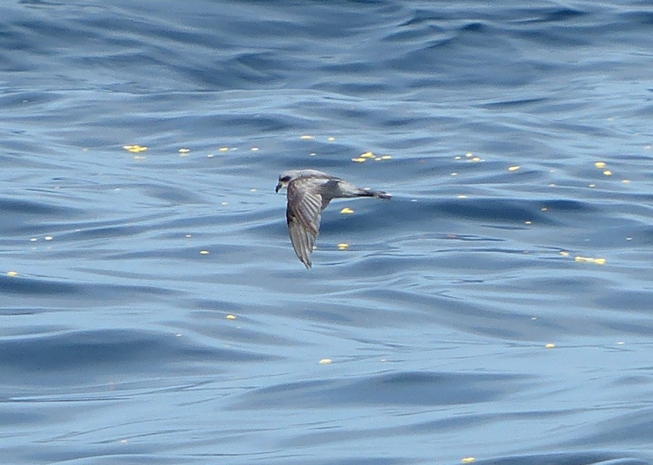 Fork-tailed Storm-Petrel - Andy Frank